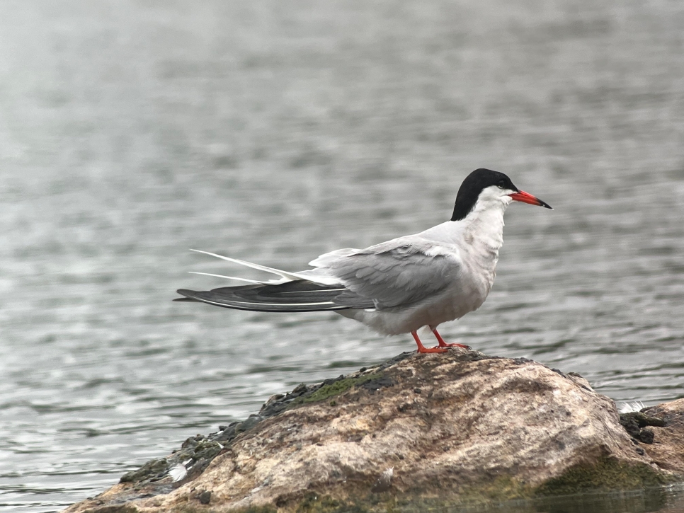 Common Tern 17725.jpeg